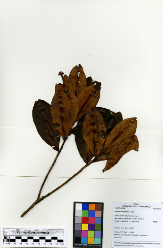 Humiria balsamifera image