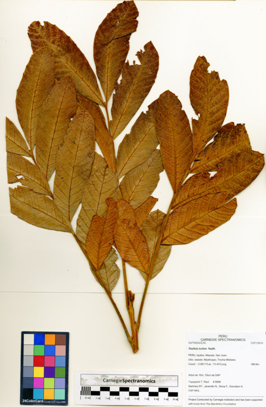Toulicia bullata image