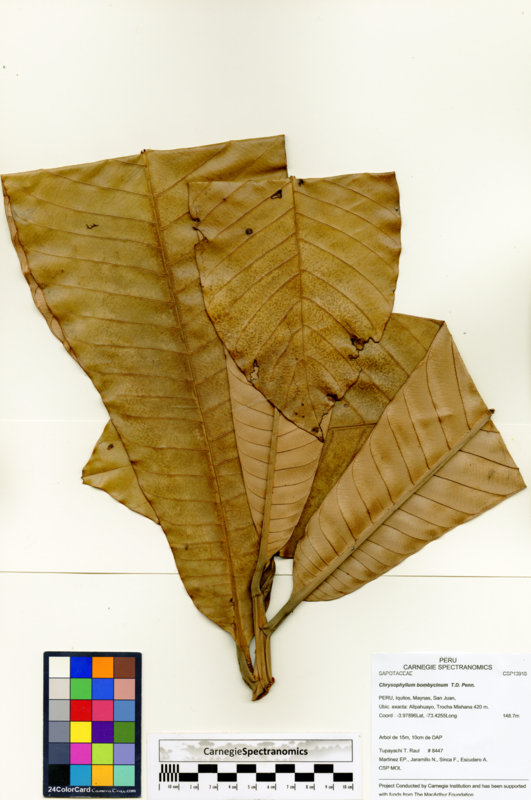 Chrysophyllum bombycinum image