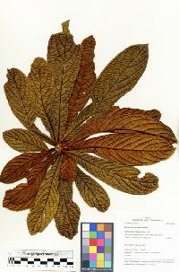 Terminalia reticulata image