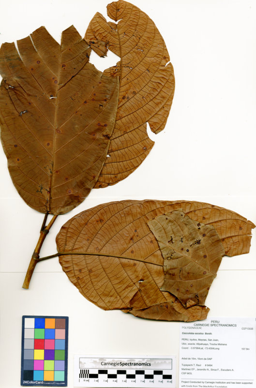 Coccoloba excelsa image