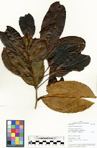 Schistostemon reticulatum subsp. reticulatum image