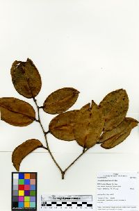 Schistostemon reticulatum subsp. reticulatum image