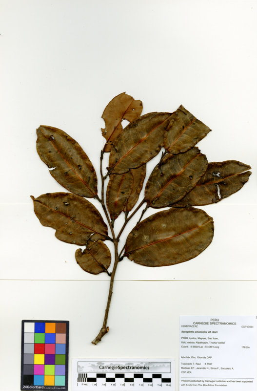 Schistostemon image