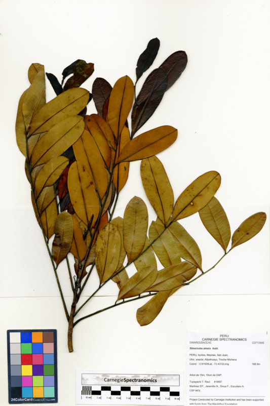 Simarouba amara image