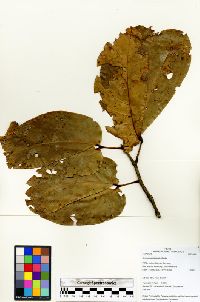 Hymenaea reticulata image