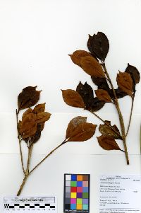 Ternstroemia klugiana image