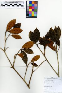 Ternstroemia klugiana image