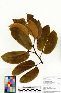 Hymenaea reticulata image