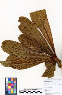Terminalia reticulata image