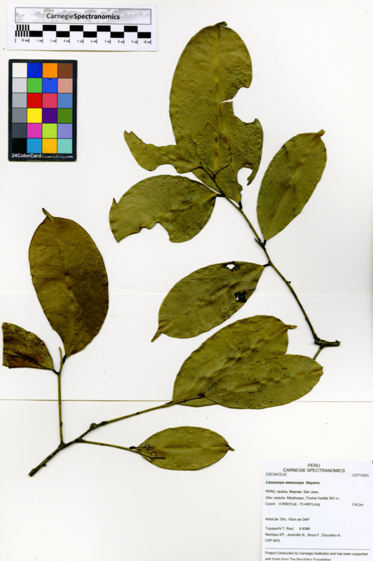 Lissocarpa stenocarpa image