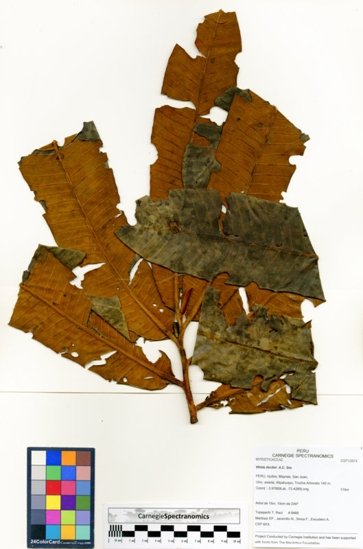 Virola duckei image