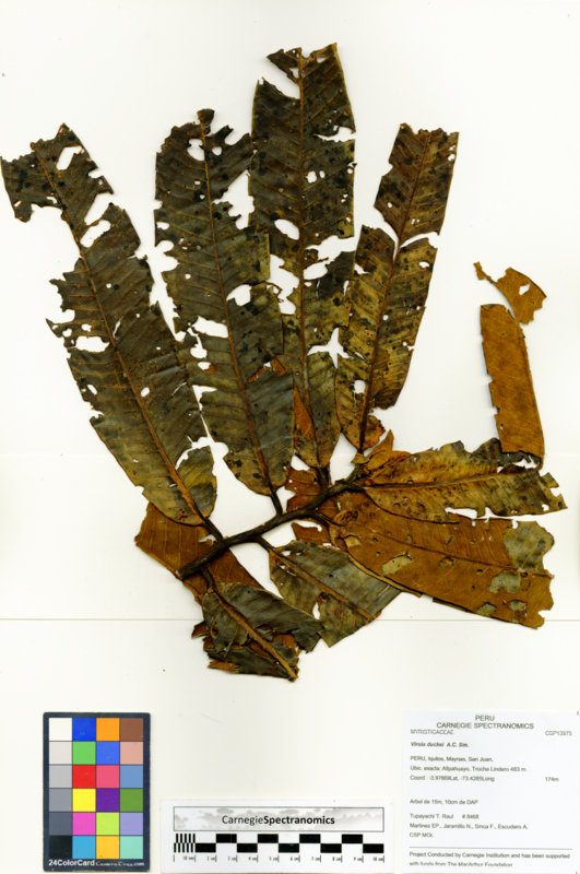 Virola duckei image