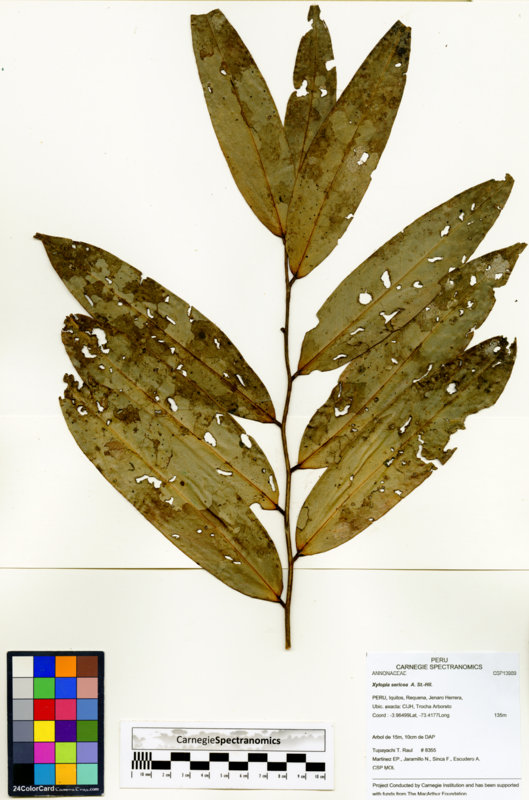 Xylopia sericea image