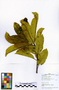 Sapium glandulosum image