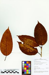 Ficus casapiensis image