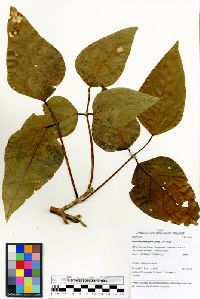 Erythrina poeppigiana image