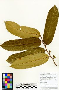 Tetrathylacium macrophyllum image
