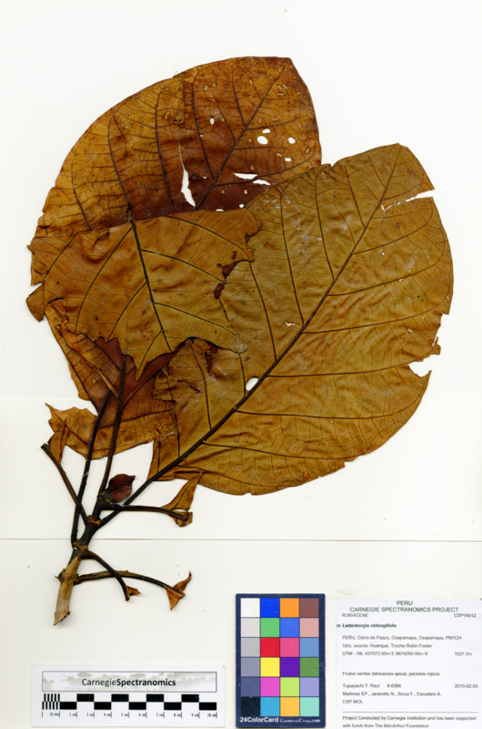 Ladenbergia oblongifolia image
