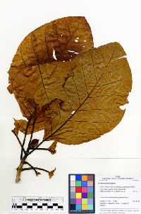 Ladenbergia oblongifolia image