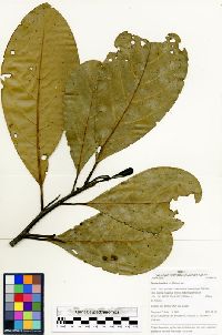 Ocotea insularis image