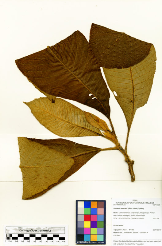 Saurauia biserrata image