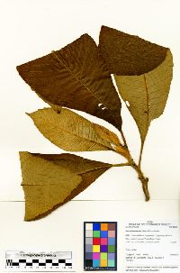 Image of Saurauia biserrata