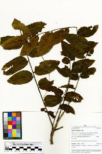 Juglans neotropica image