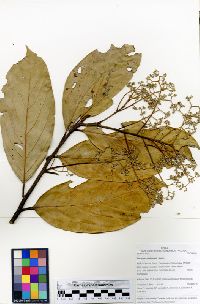 Media resource of Nectandra matthewsii