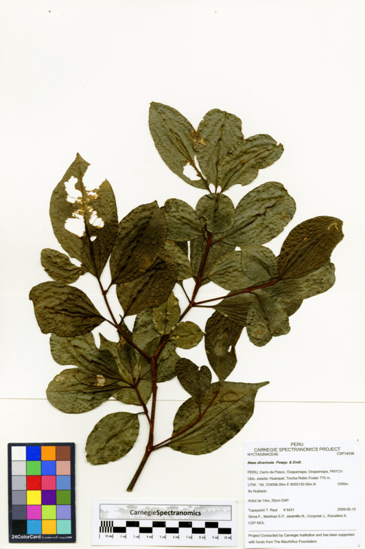 Neea divaricata image