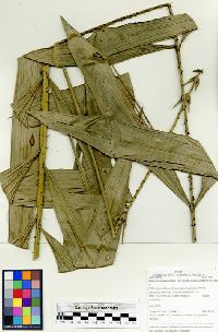 Desmoncus polyacanthos image