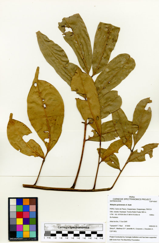 Matayba guianensis image