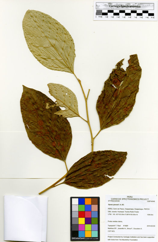 Styrax pavonii image