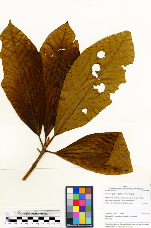 Saurauia pavonii image