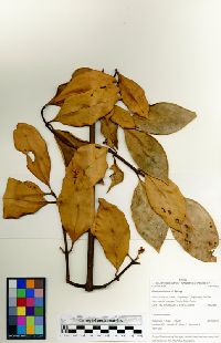 Image of Clusia acuminata