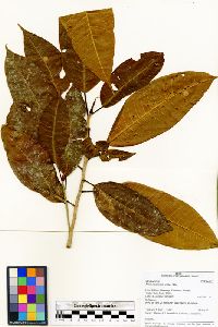 Image of Ficus casapiensis