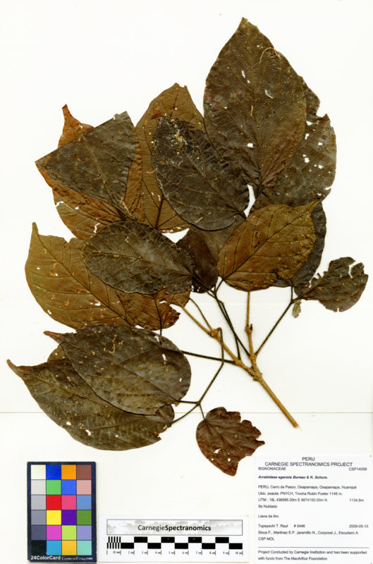 Fridericia egensis image