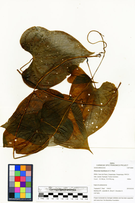 Dioscorea haenkeana image