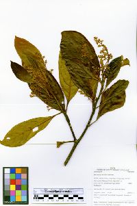 Image of Nectandra crassiloba