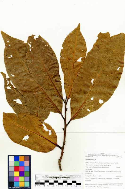 Ocotea cernua image