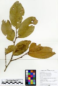 Maytenus macrocarpa image