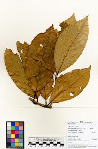 Hydrangea diplostemona image