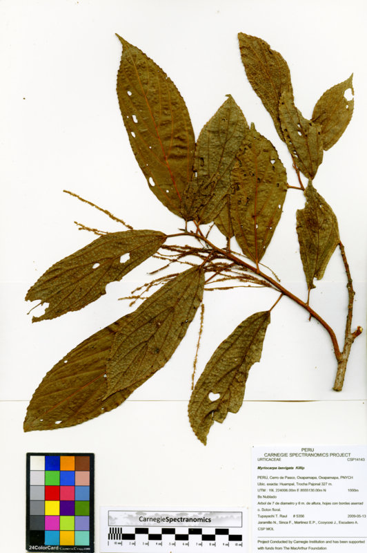 Myriocarpa laevigata image