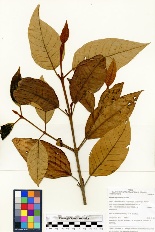 Vismia macrophylla image