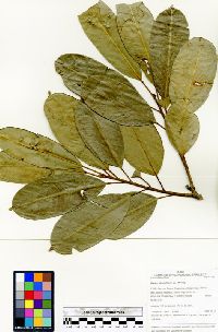 Sapium glandulosum image