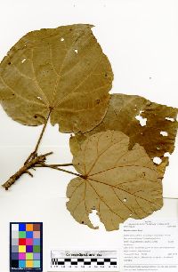 Matisia cordata image
