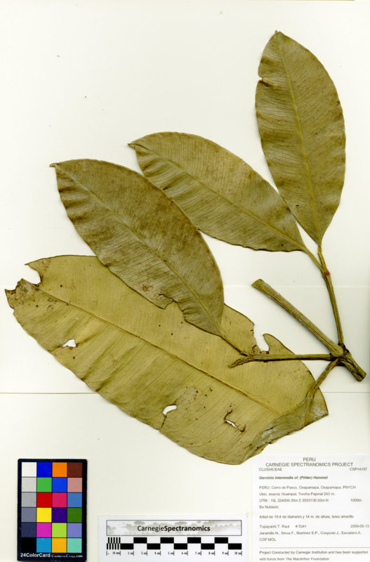 Garcinia intermedia image