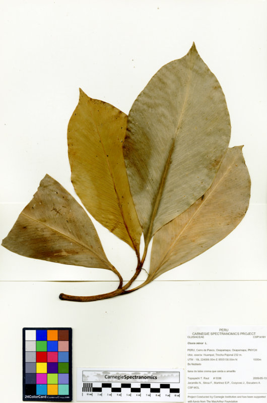 Clusia minor image