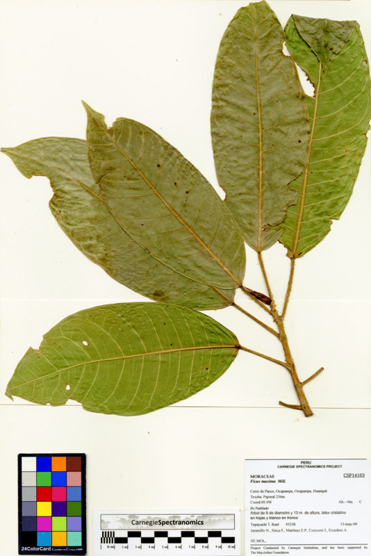 Ficus maxima image