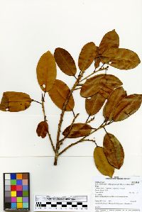 Ficus americana image